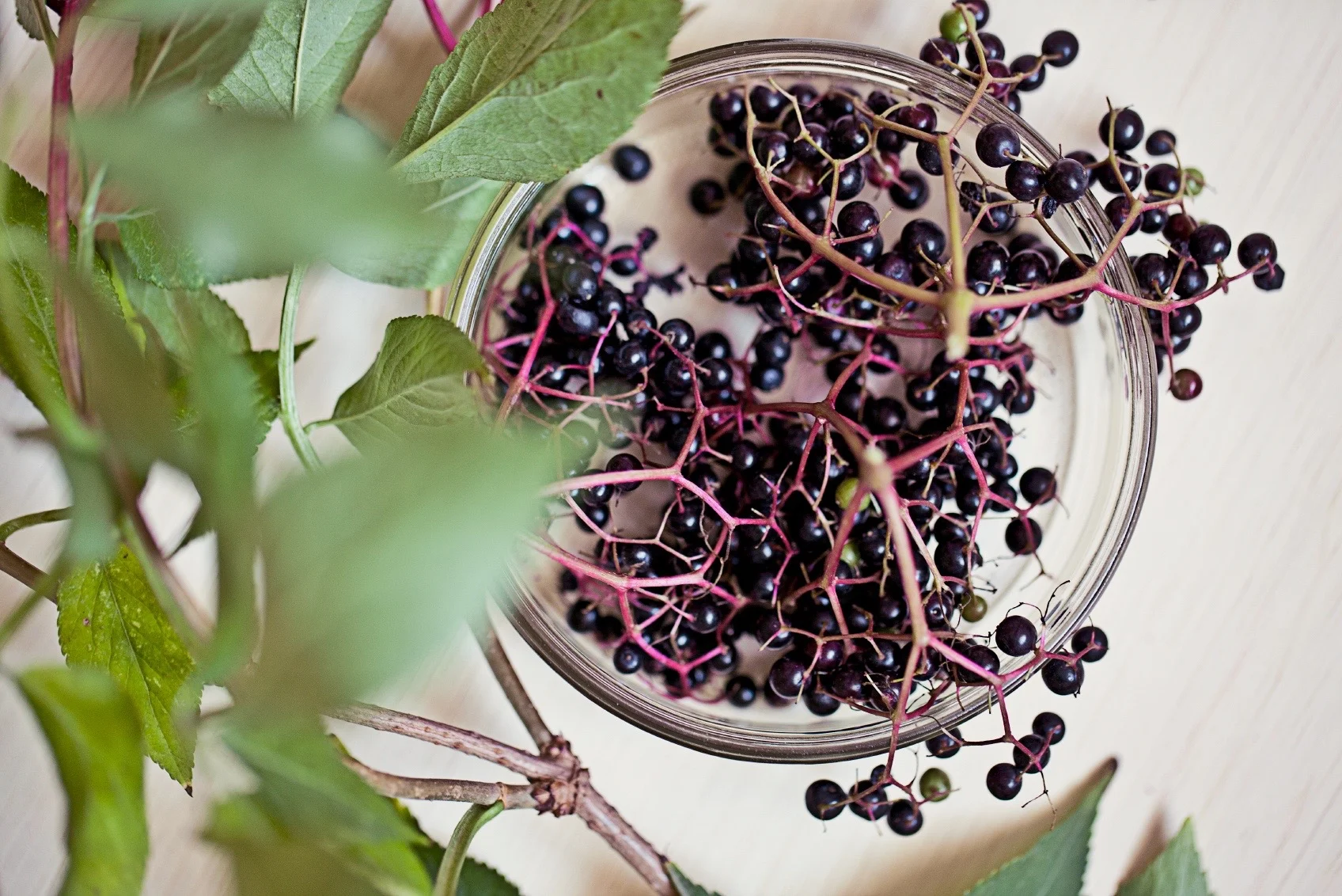 Elderberry.jpg