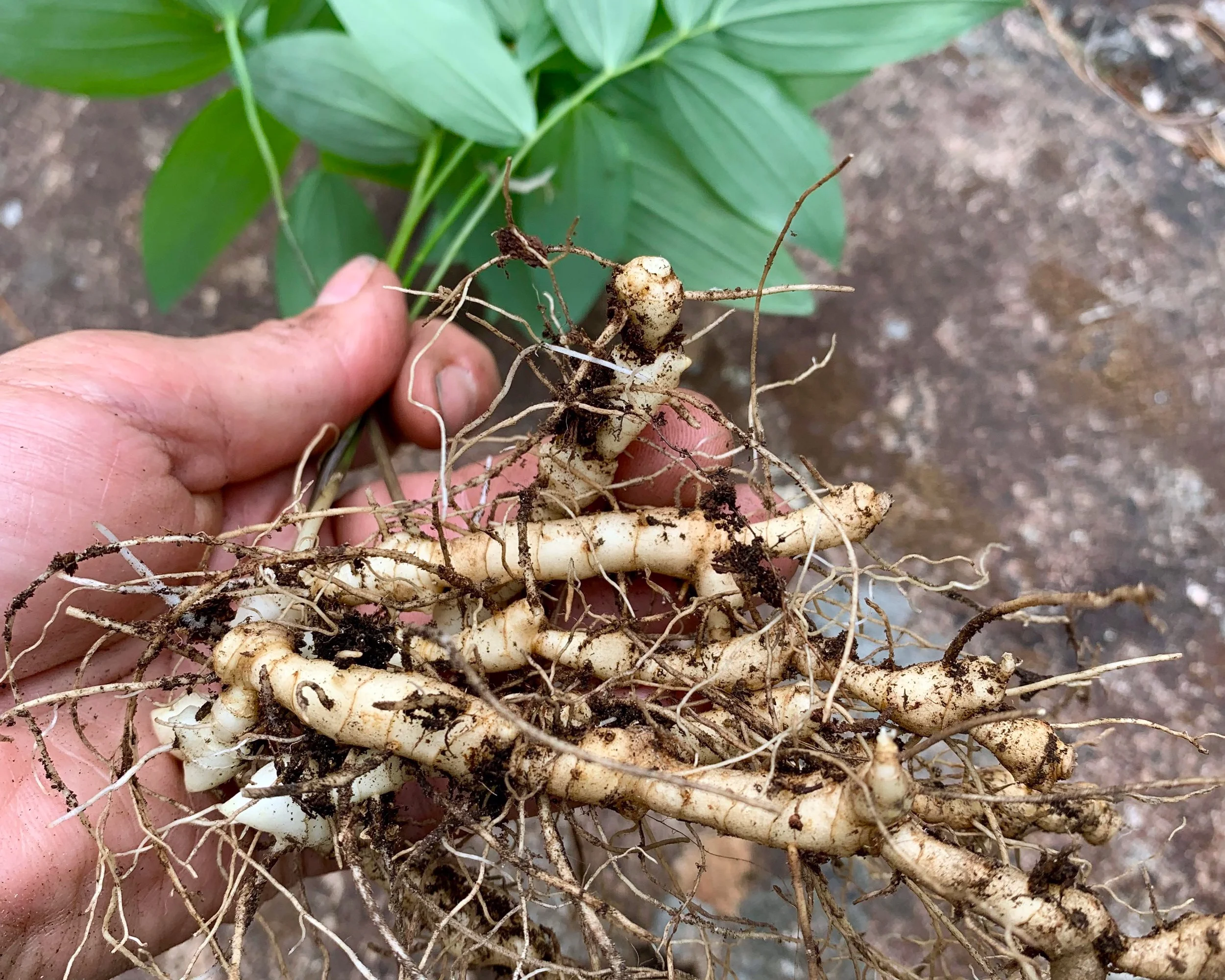 Solomon Seal ( Polygonatum canaliculatum)