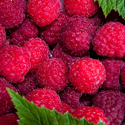 Raspberries