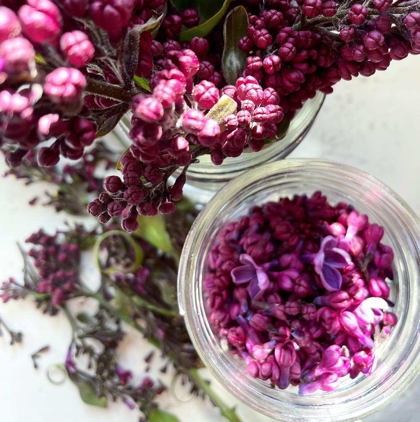 It&rsquo;s Lilac Season at Wind Rose: 

To make the best out of these beautiful flowers and their short season try making some lilac infused honey. 

Cut 4-5 cluster of flowers in the early am on a dry morning. Harvesting of flowers is best in the ea