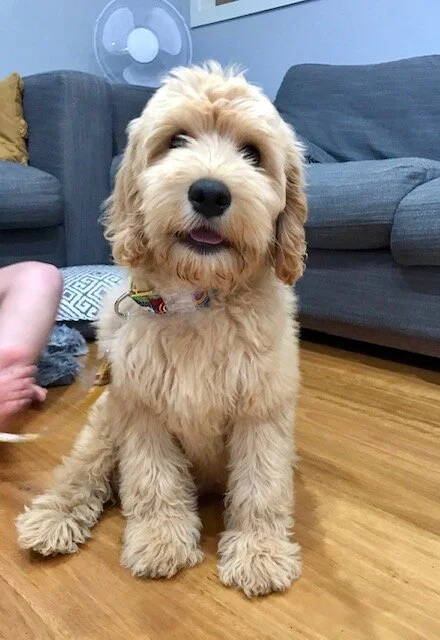 asd companion labradoodles