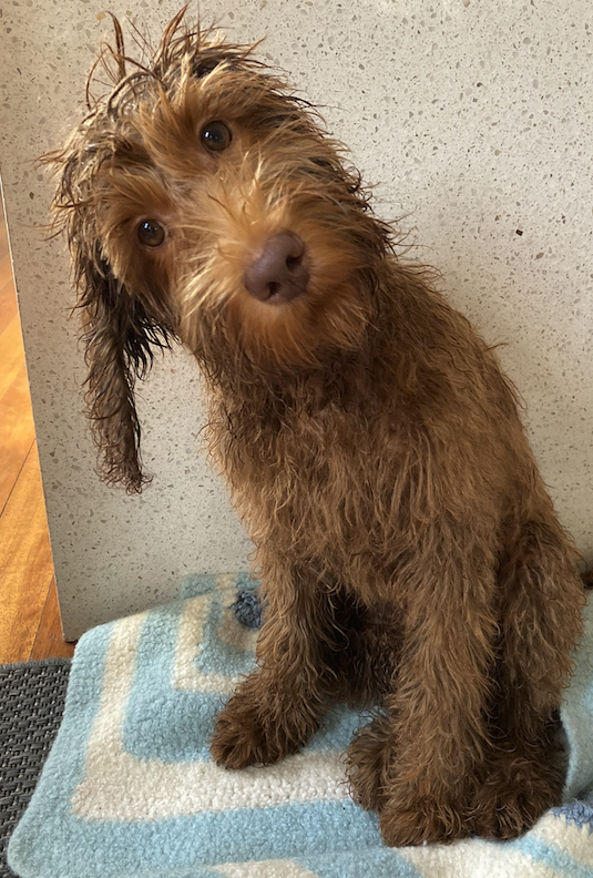 labradoodle shedding puppy coat