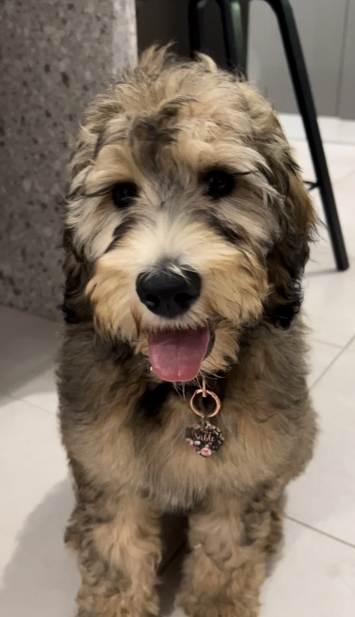 Pups Available — Welcome to Cider Fields!