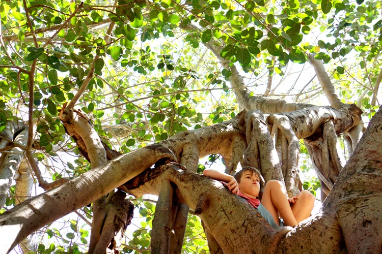 Tree climbing