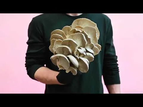 All Good - Funga Farm