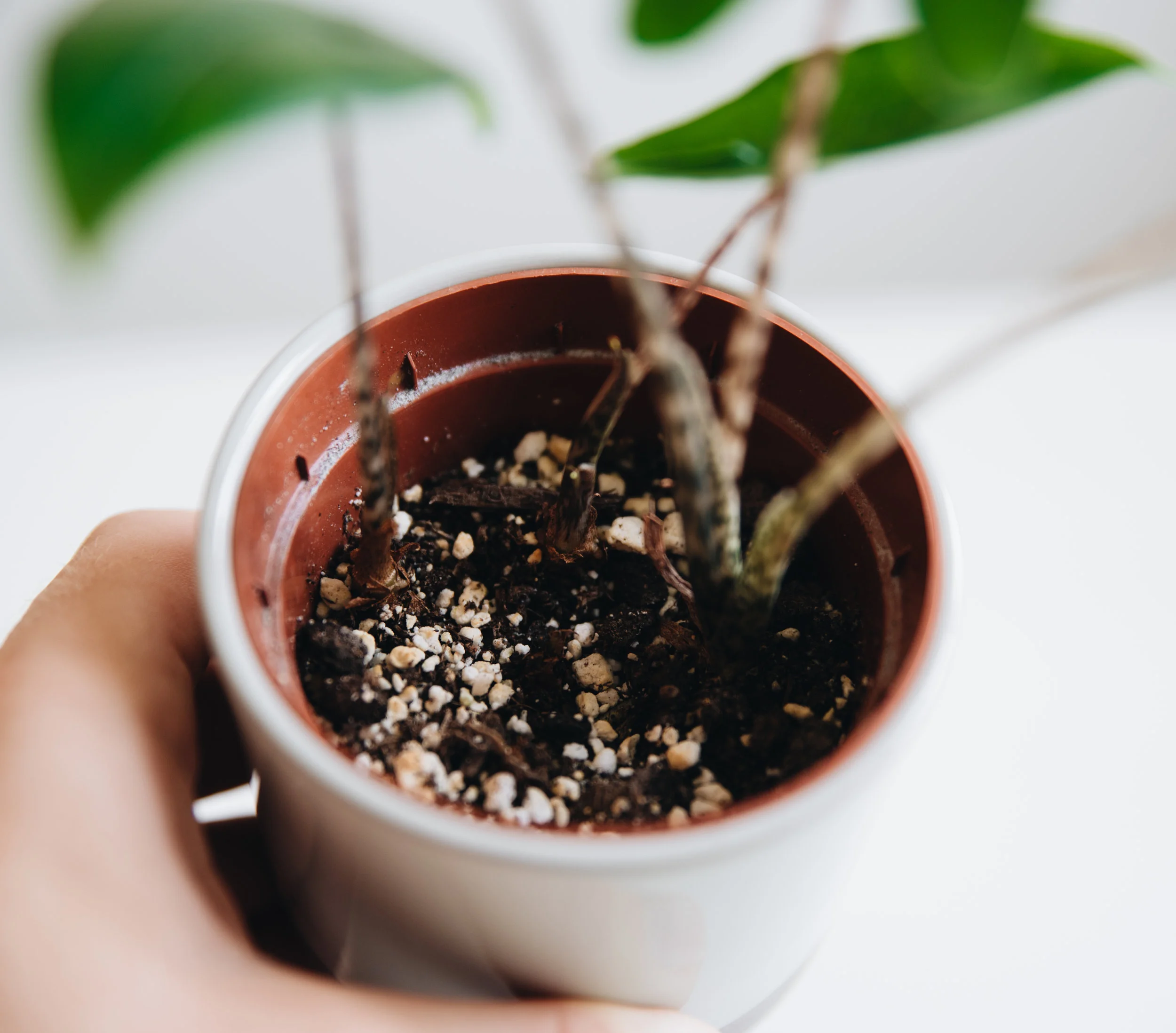 How to grow an Alocasia from a bulb (Olle Eriksson)