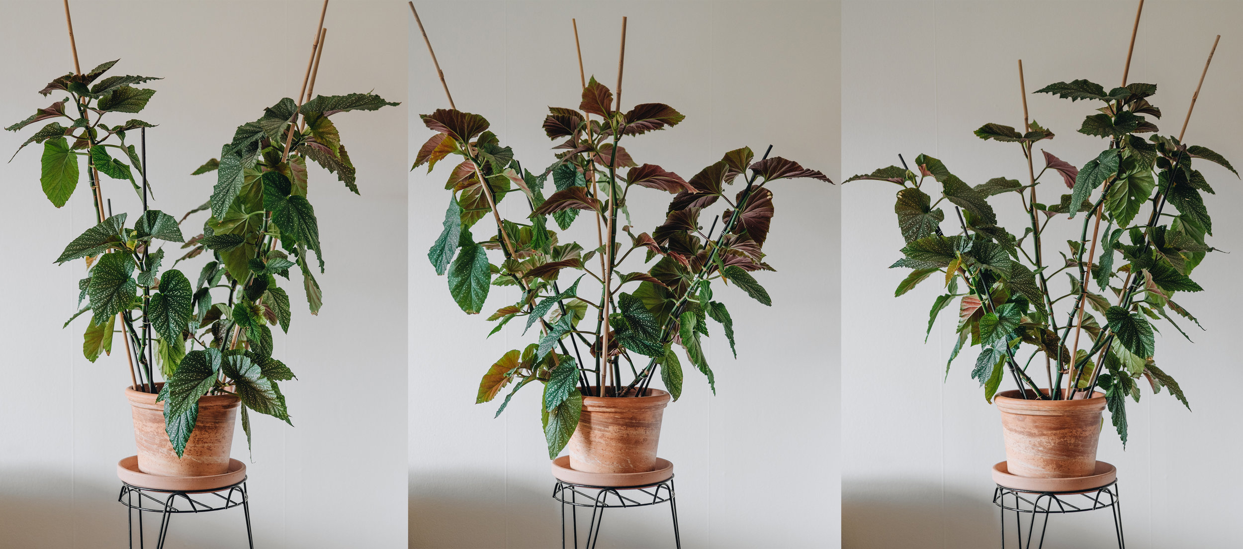 upleafting plants — Olle Eriksson: — blog