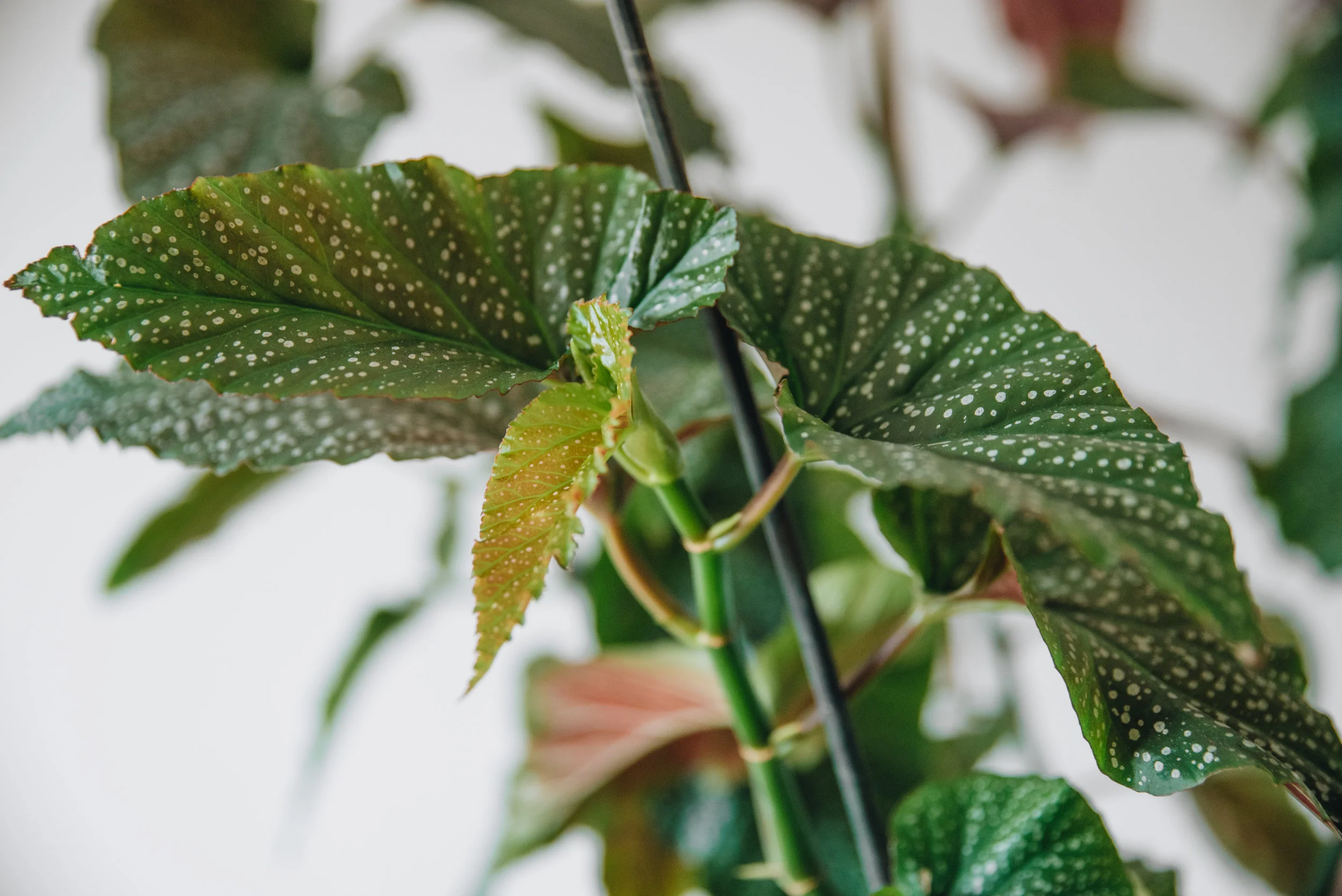 begonia-closeup.jpg