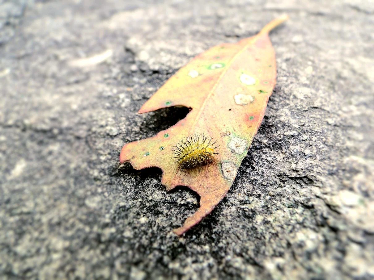 Spiky, the tiniest Caterpillar