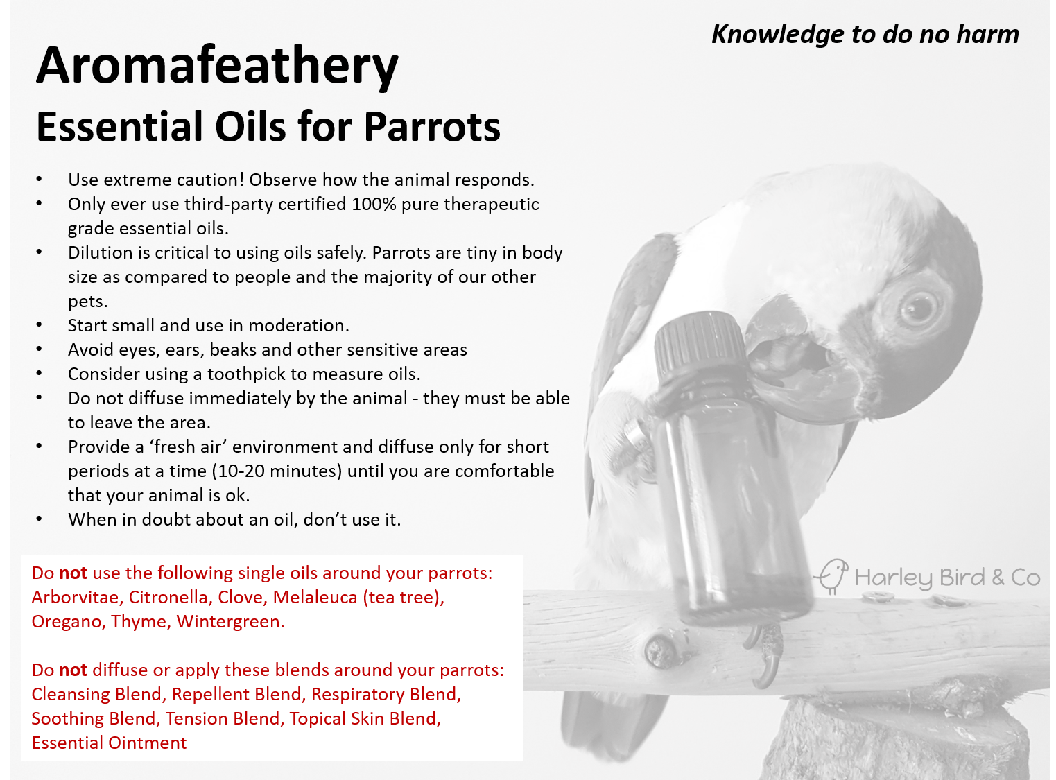 aromafeathery_parrots.png