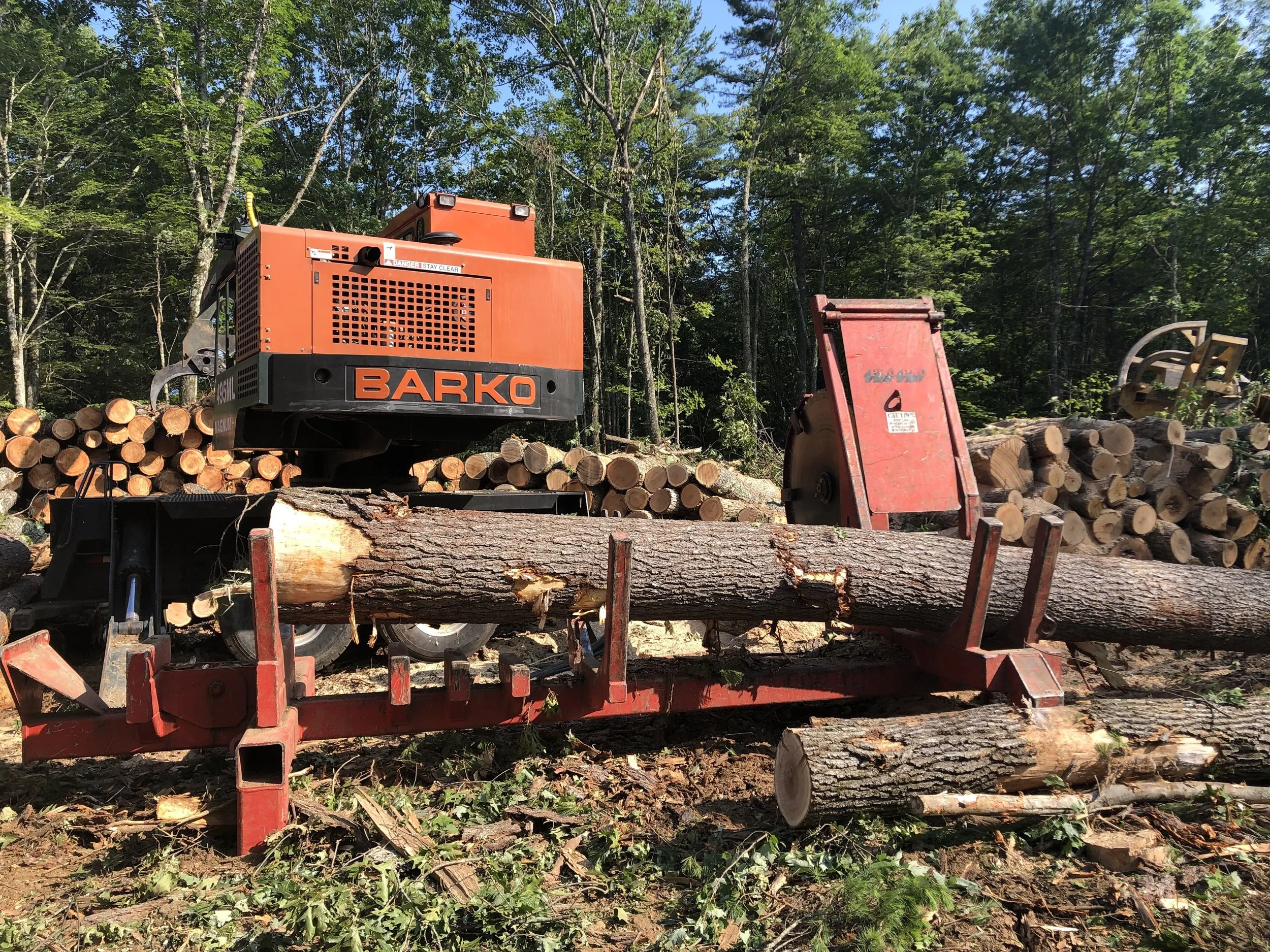 This Week in the Woods