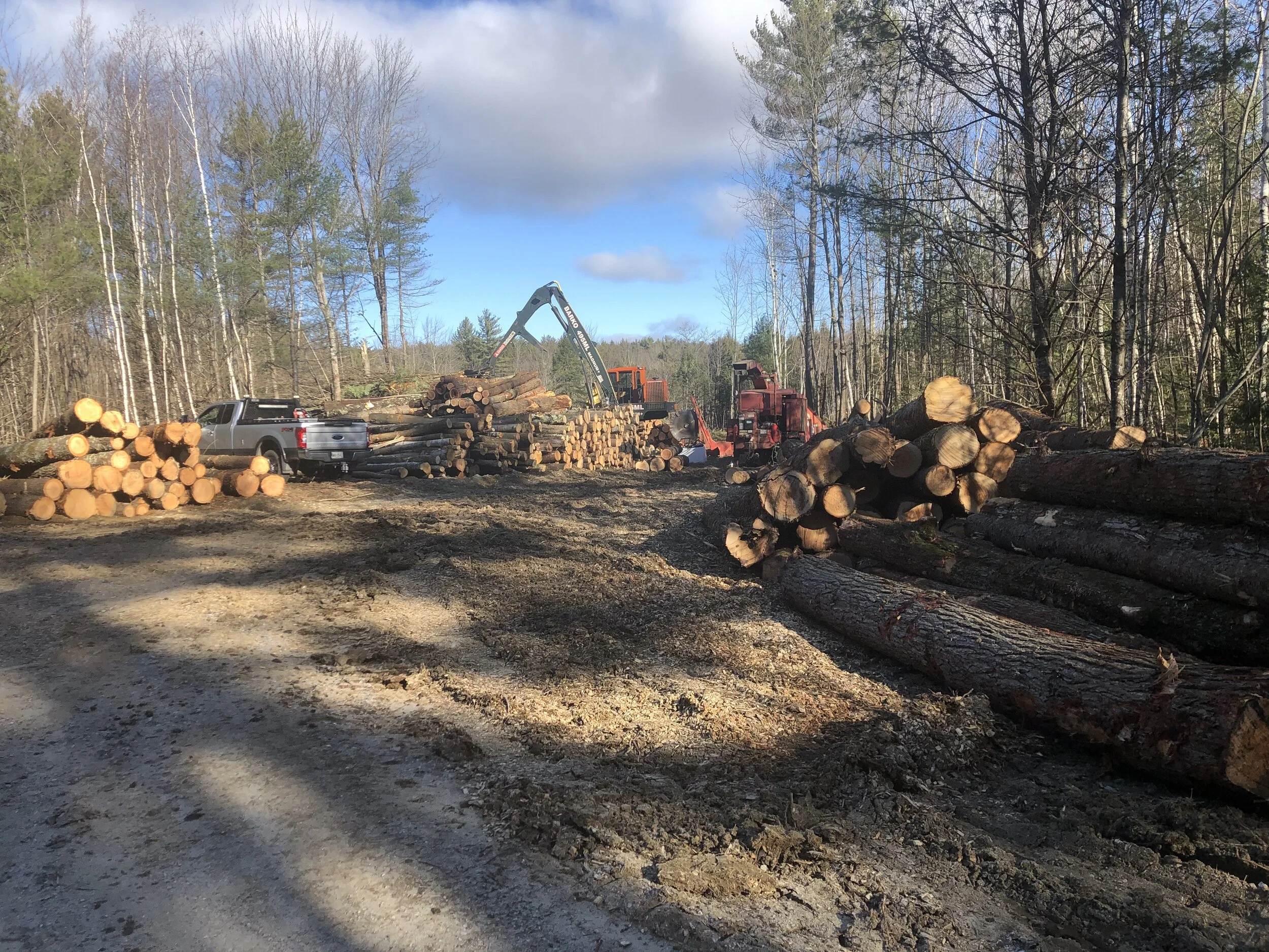 This Week in the Woods