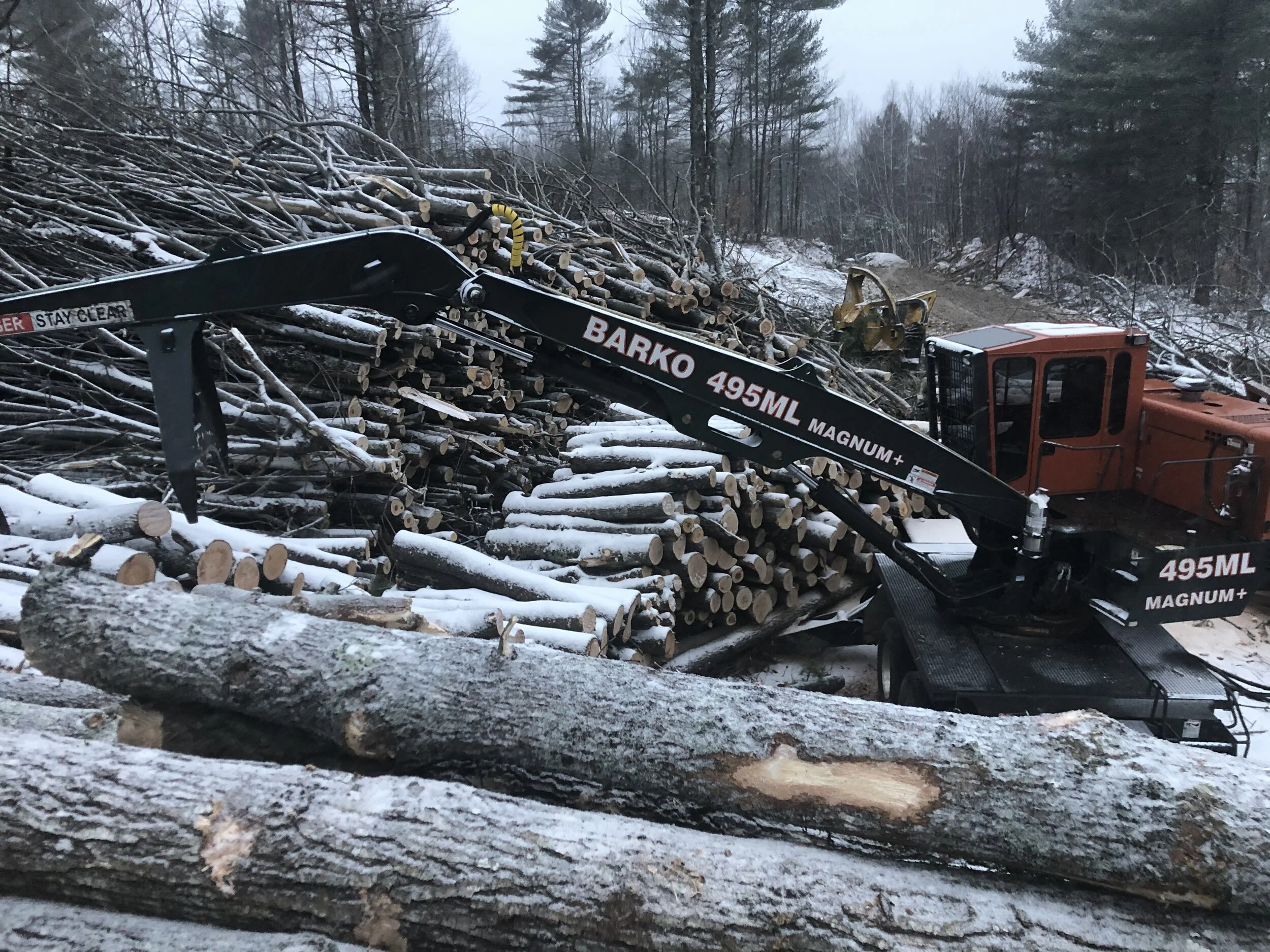 This Week in the Woods