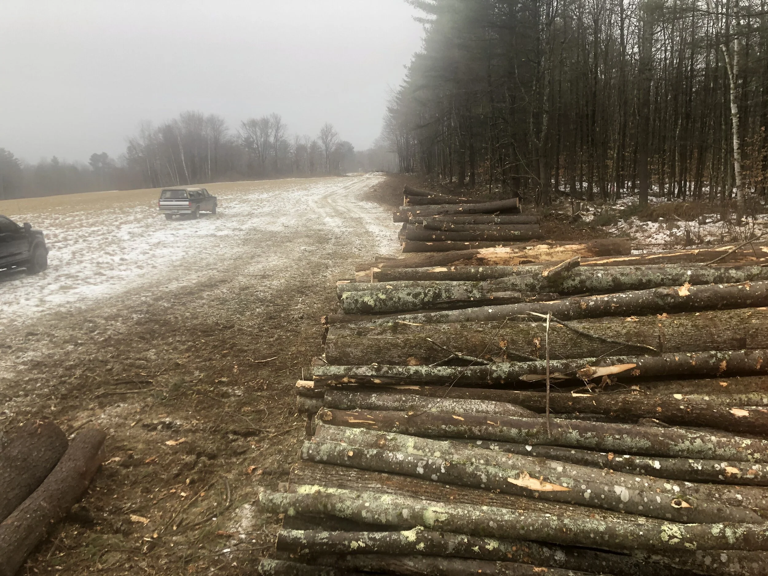 This Week in the Woods