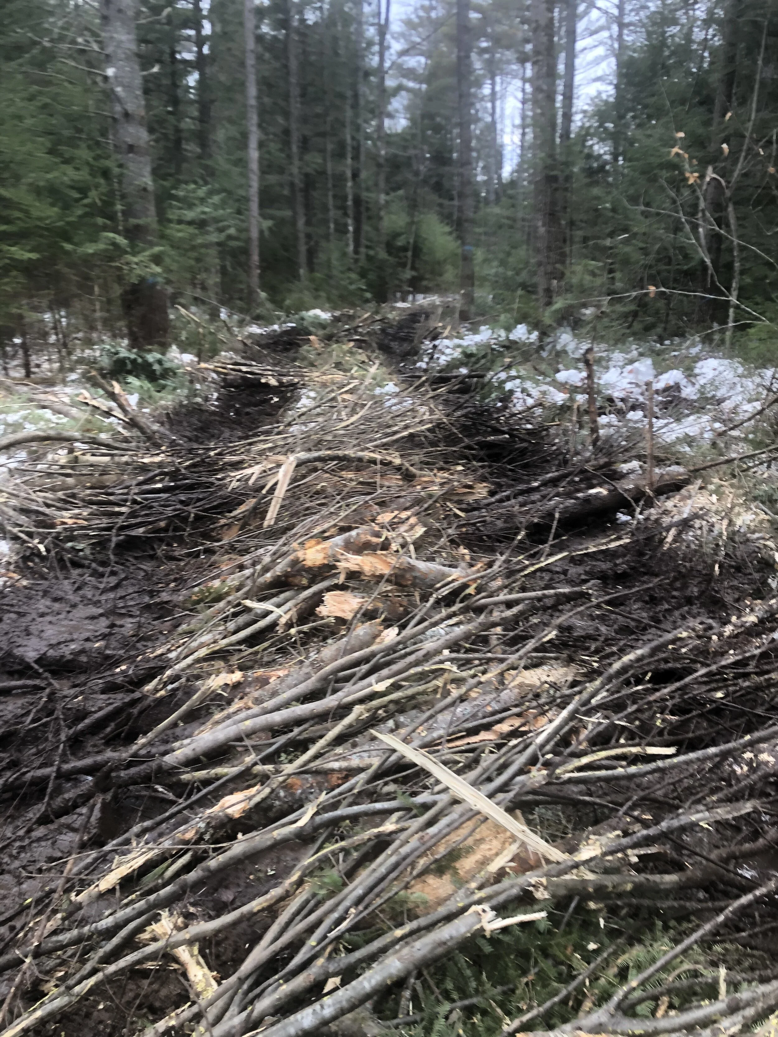 This Week in the Woods