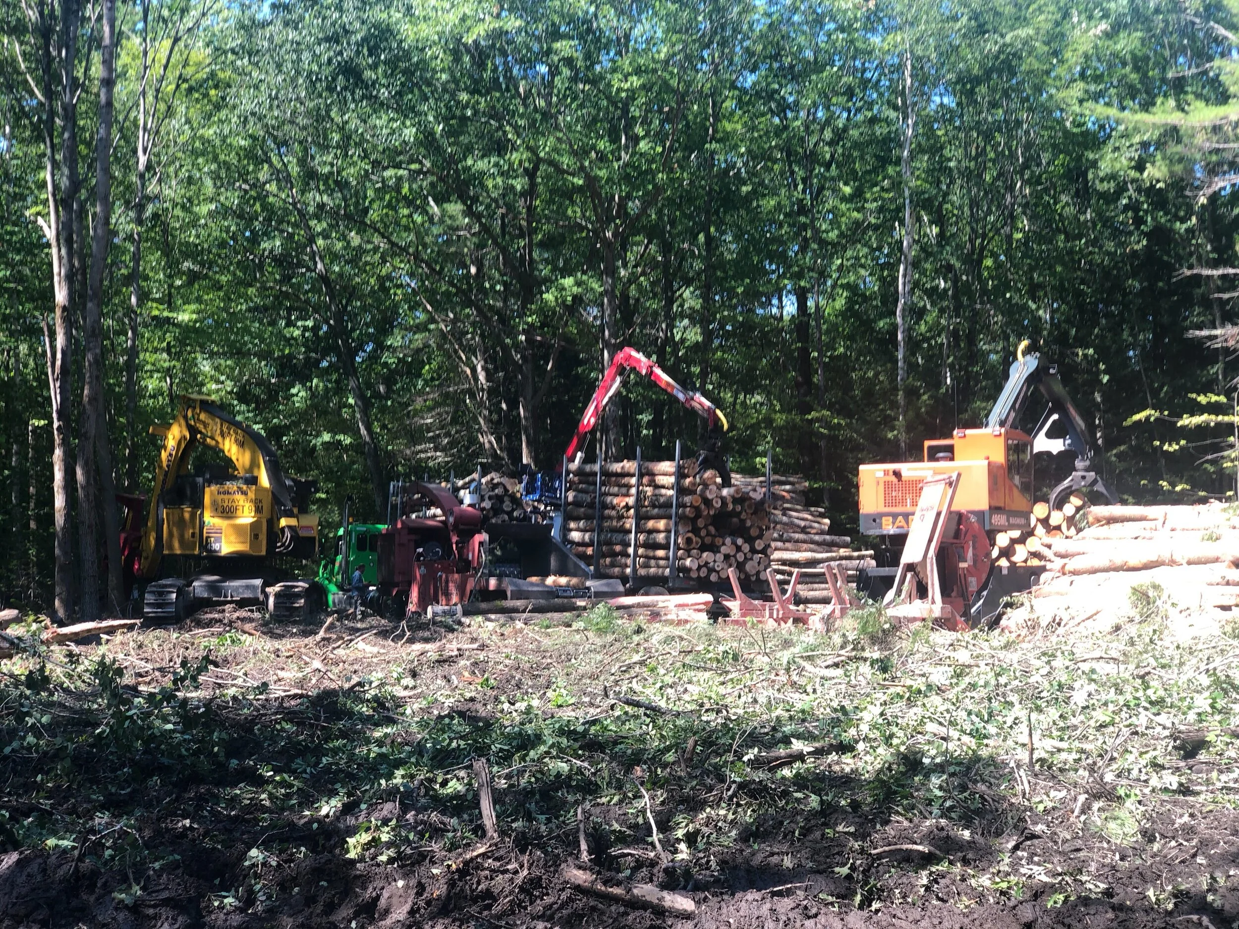 This Week in the Woods