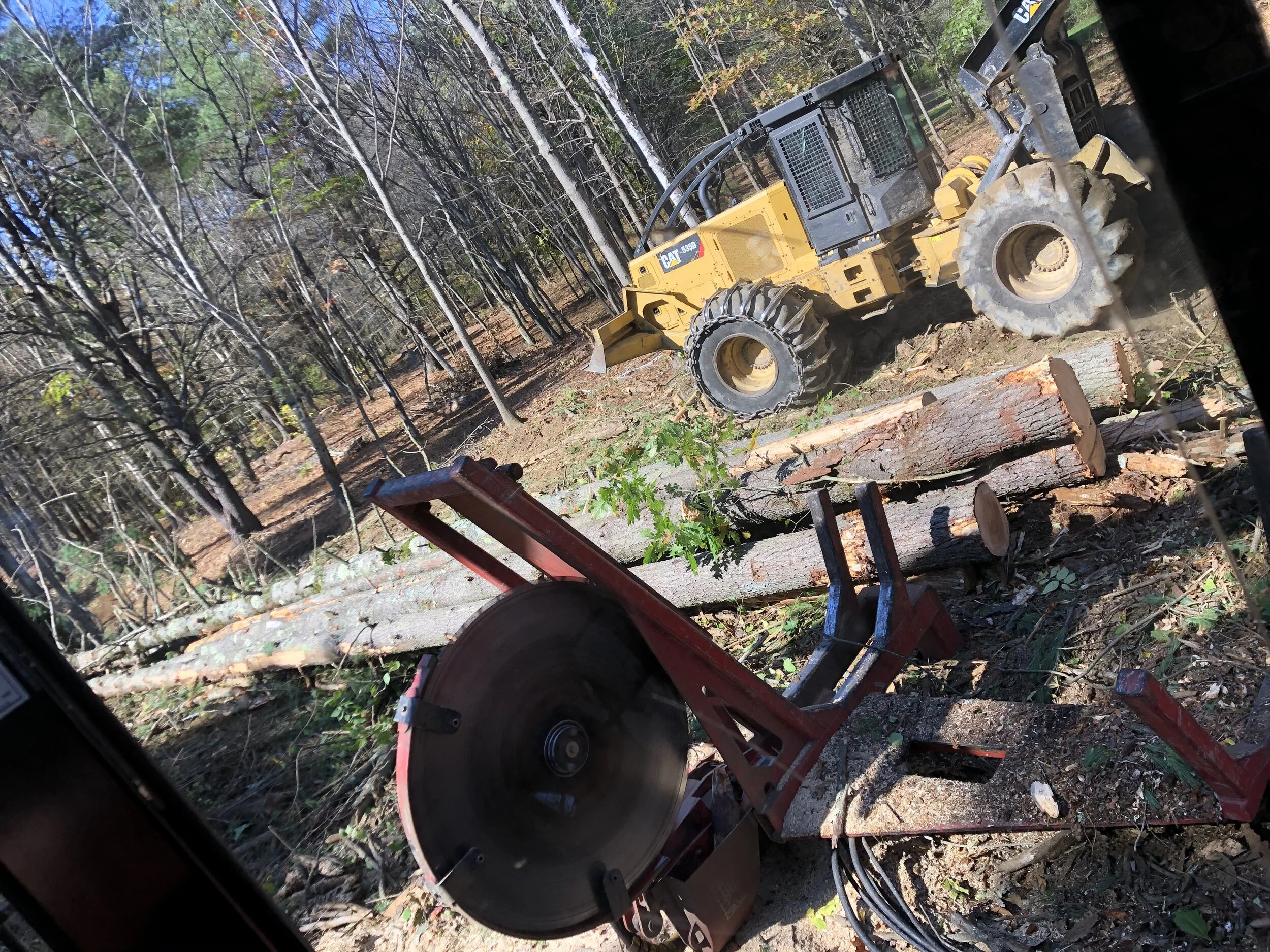 This Week in the Woods