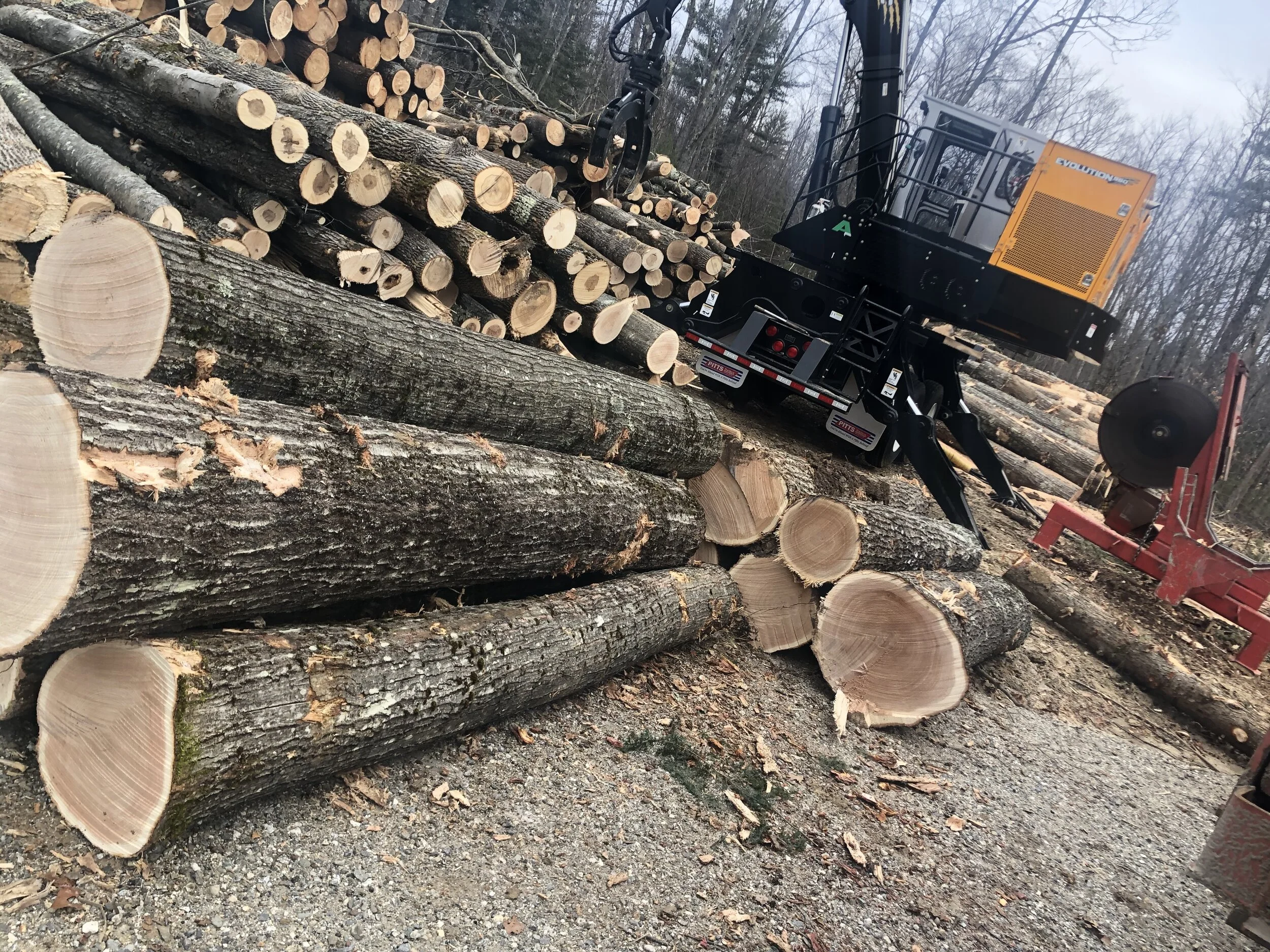 This Week in the Woods