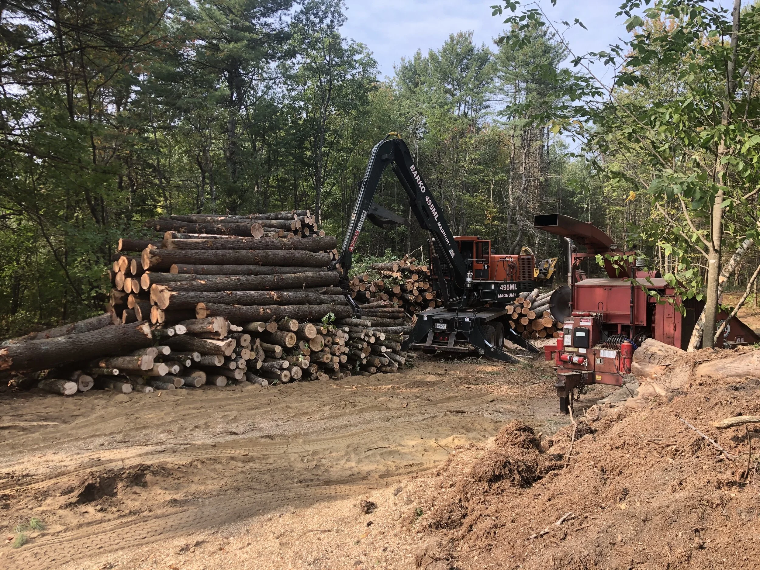 This Week in the Woods