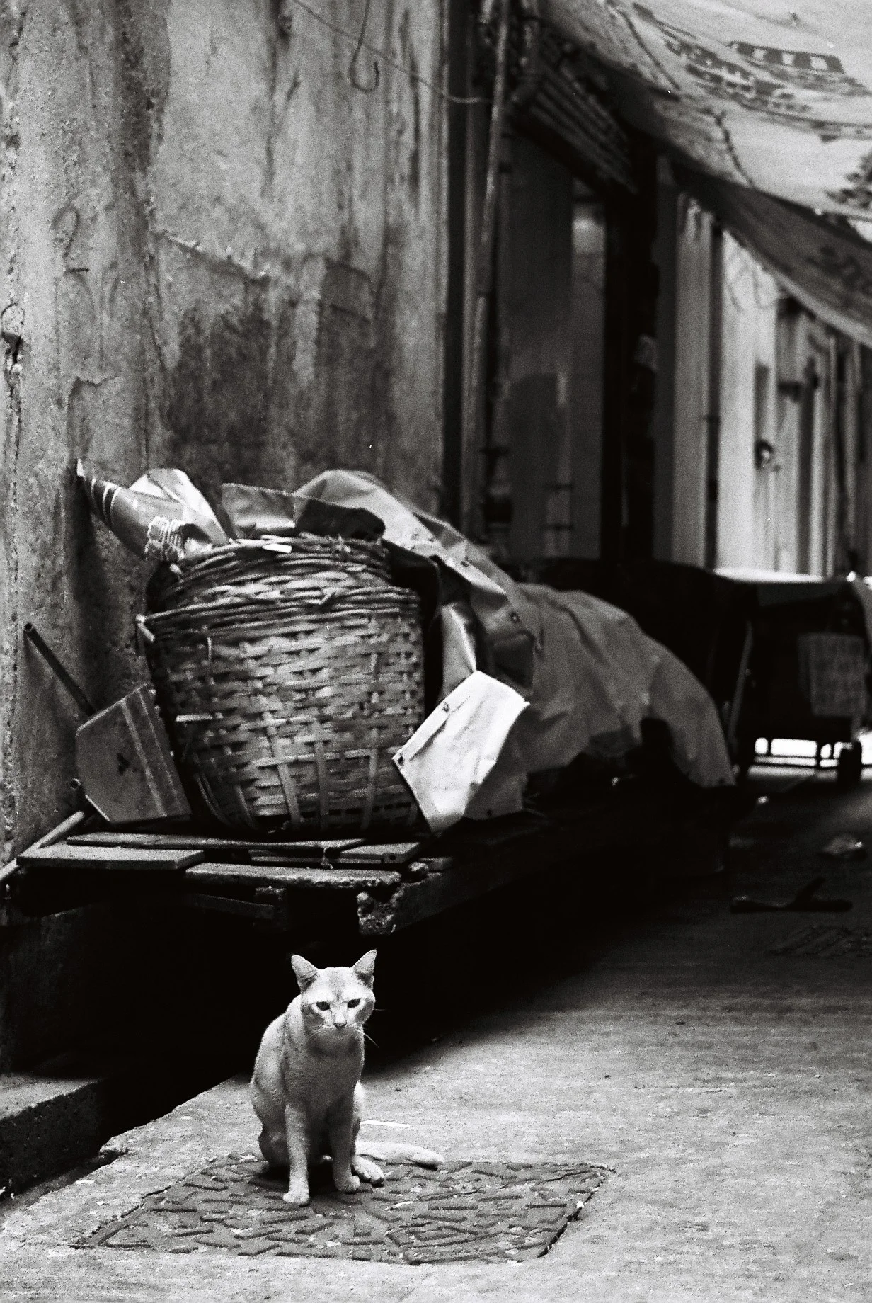 The Alley Cat