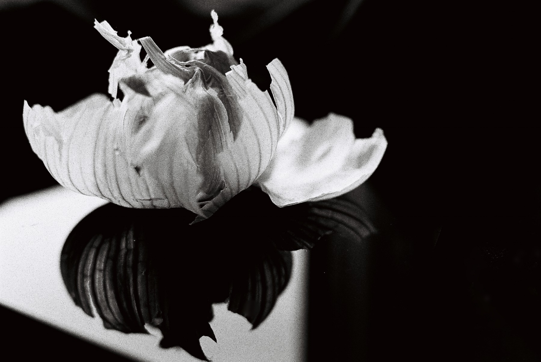 Not a Magnolia