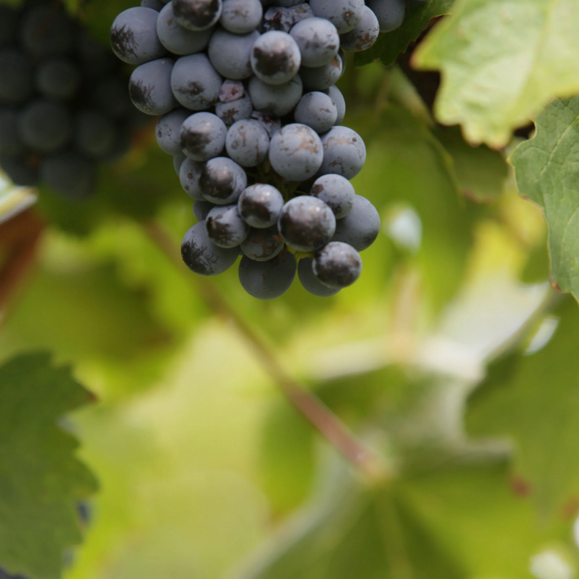 March-21-2010-Harvest-057-web'.jpg