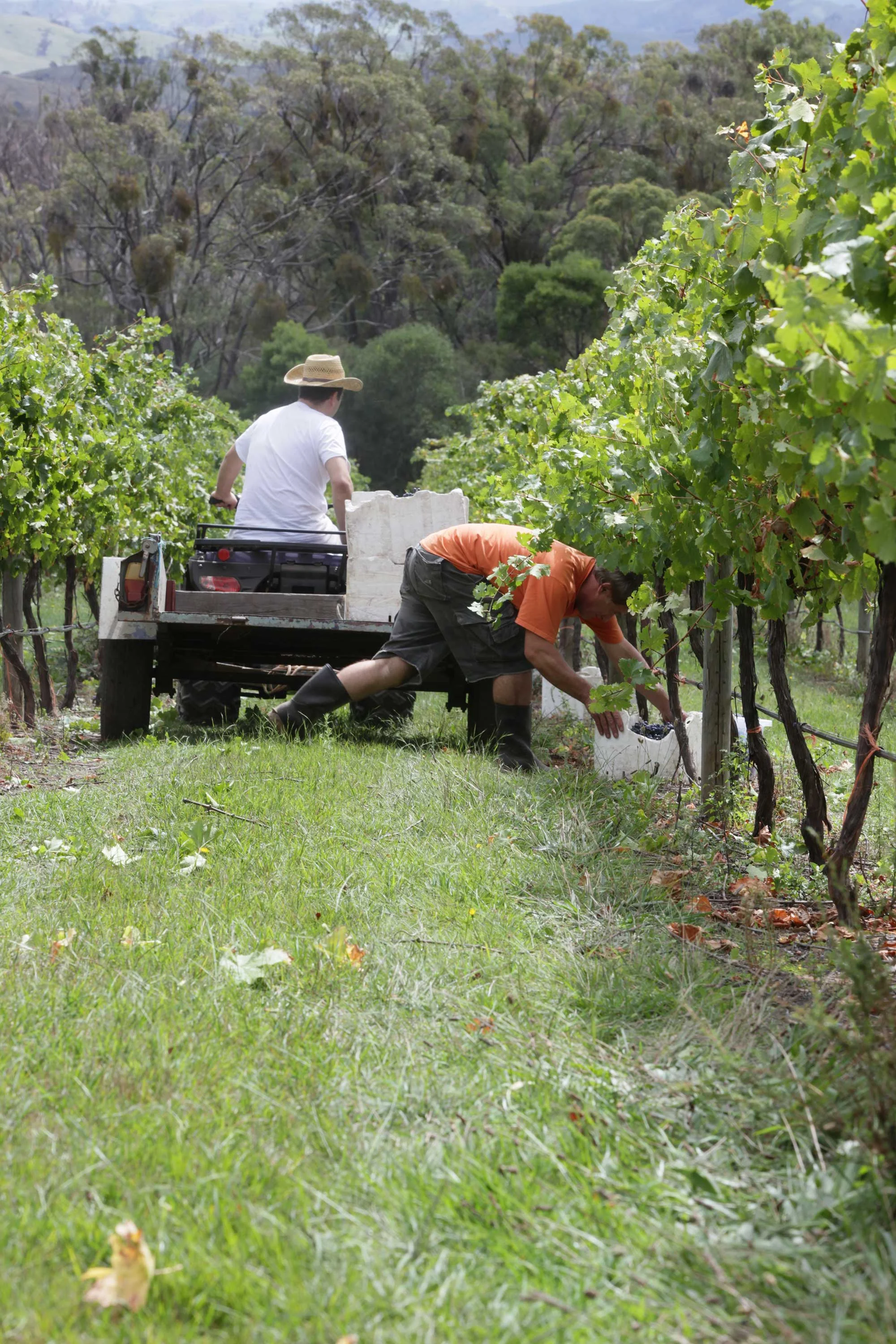 March-21-2010-Harvest-145-web.jpg
