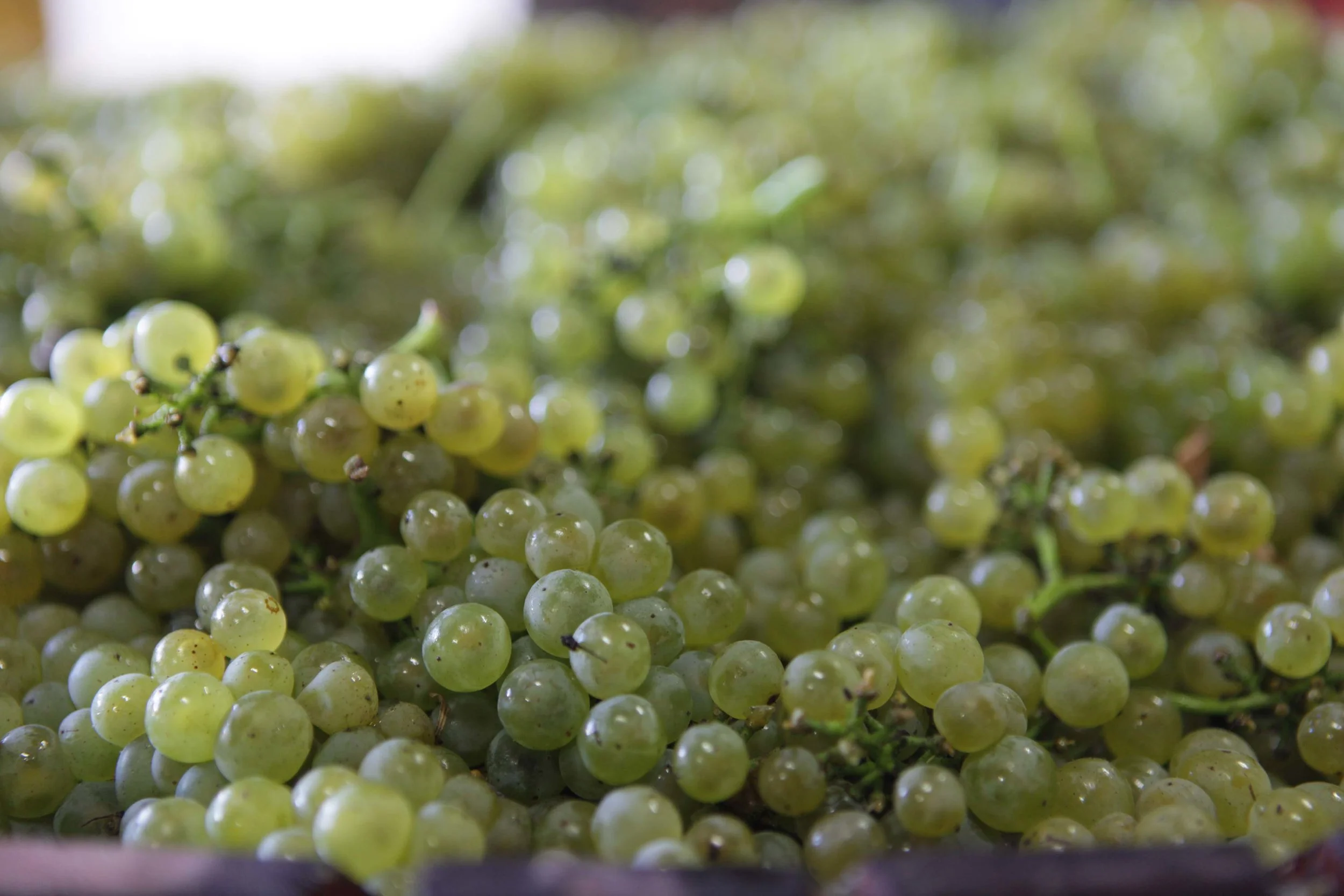 March-21-2010-Harvest-249-web.jpg