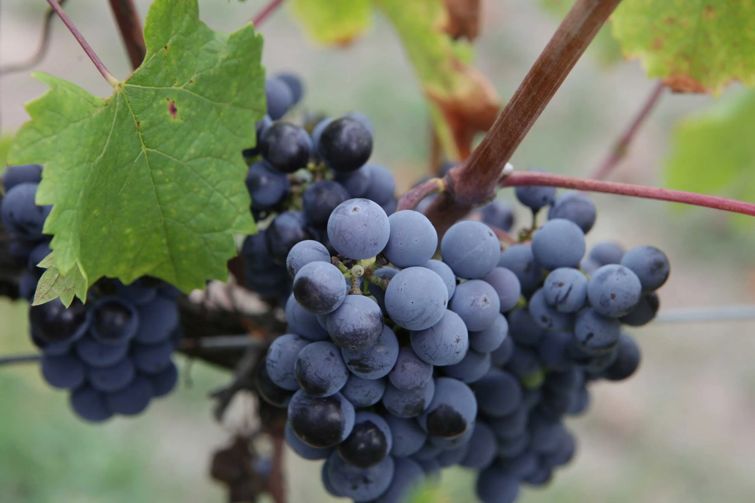 March-21-2010-Harvest-830-web.jpg