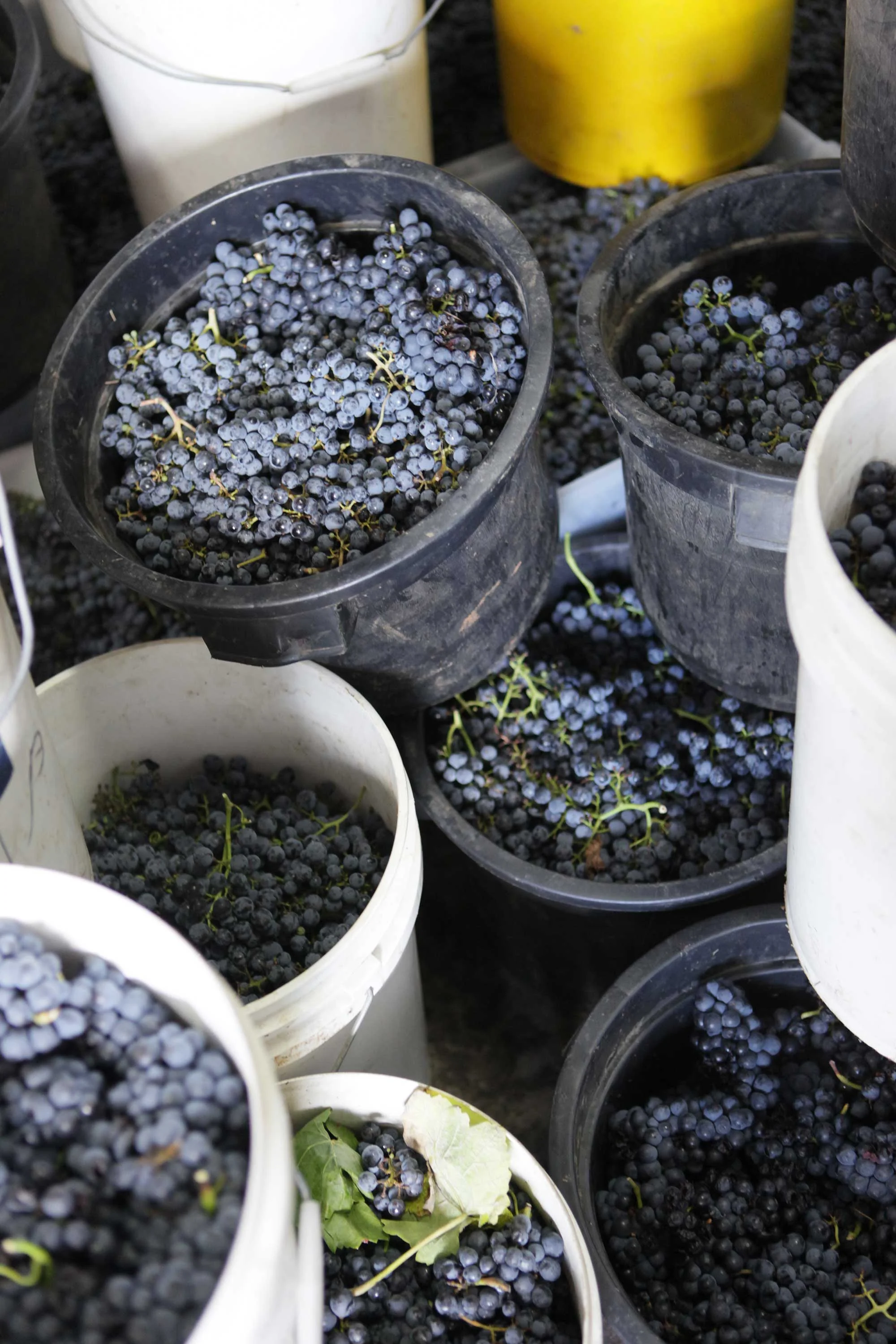 March-21-2010-Harvest-873-web.jpg