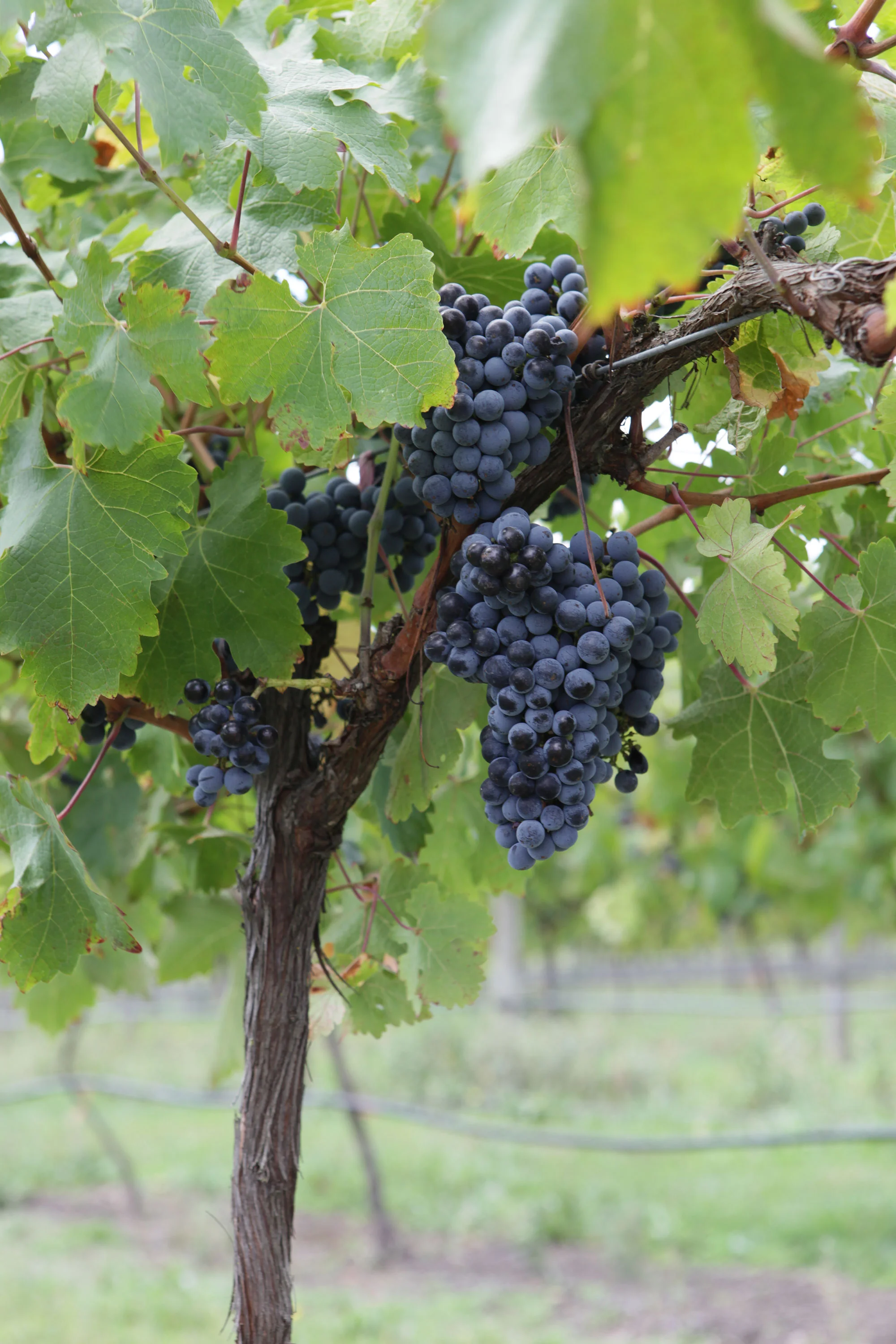 March-21-2010-Harvest-896-web.jpg