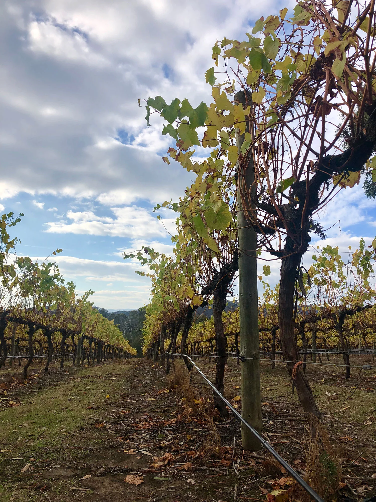 autumn-2019-3.jpg