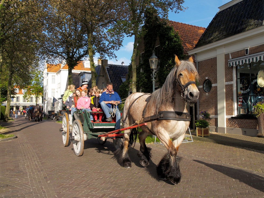 paard.jpg