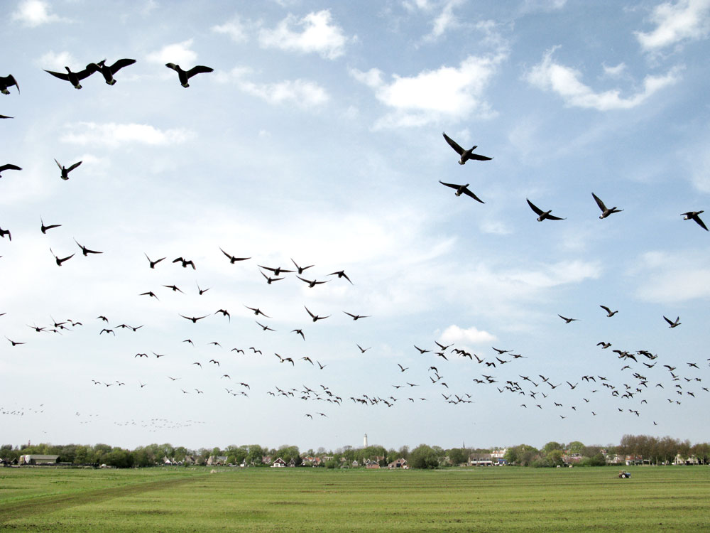 vogels.jpg