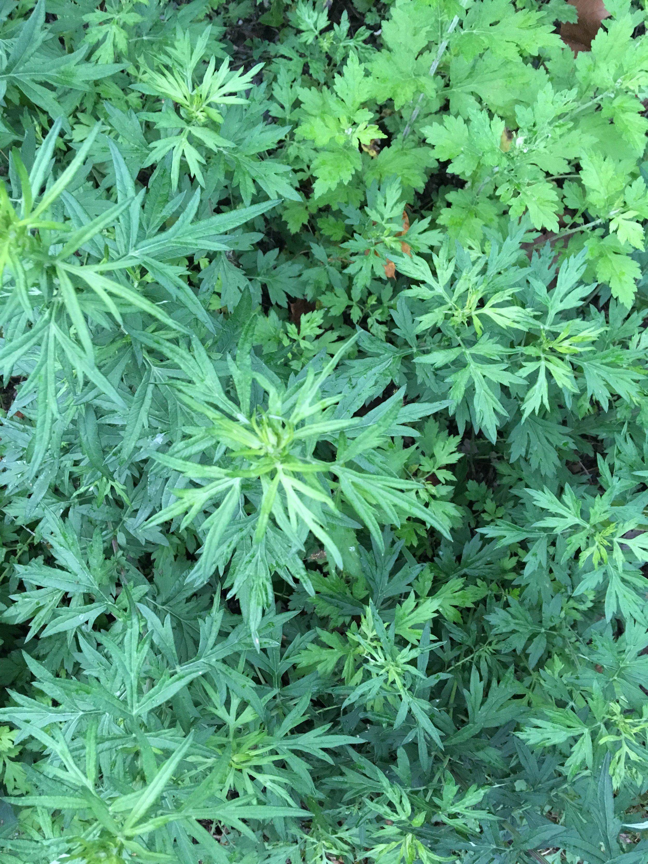 Week 2: Plant Walks with Vanessa Chakour