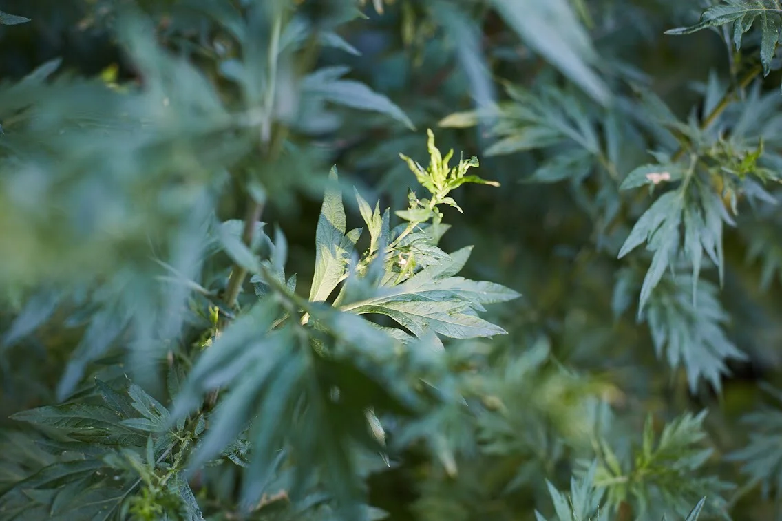 Week 4: Plant Walks with Vanessa Chakour