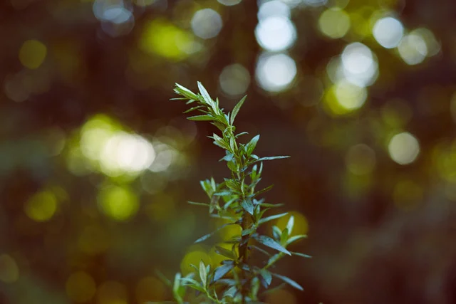 Rewilding As Resistance: Introduction to the Talks Series