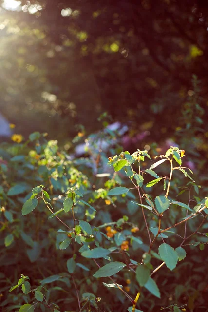 Rewilding As Resistance: Rethinking Weeds: invasive species and their ecological importance 