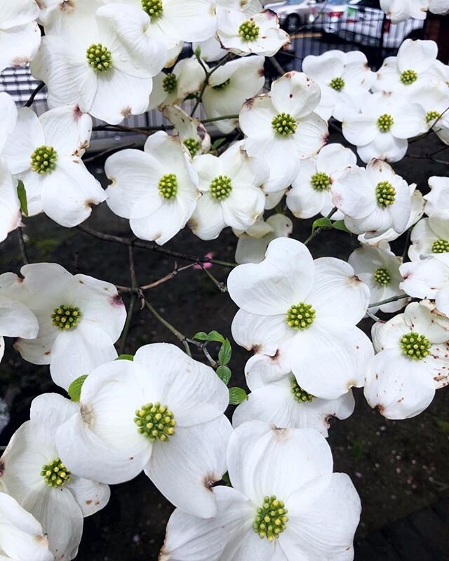 I somehow missed posting about Beltane 🔥🌿🌸 which is also my birthday. The cross-quarter day between the vernal equinox and the summer solstice, Beltane is a fiery, flowery, blooming vibrant time when our little seedlings take hold and we begin to 