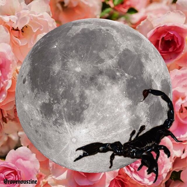 Scorpio Full Moon Reflections. Sex, death, rebirth, creativity, have all been coming up for me but also all shrouded by a deep sense of frustration. That some major things need to change and how we&rsquo;re going about them needs to change. Part of i