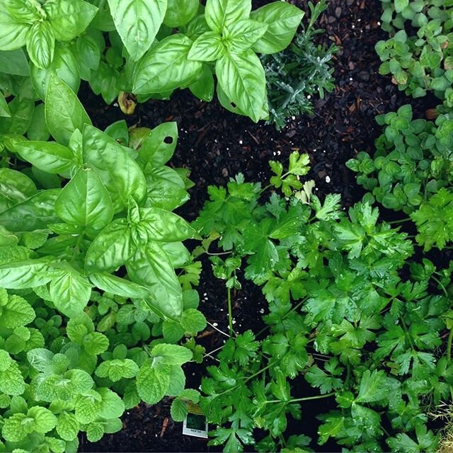 The little plant babies I&rsquo;ve been helping grow in our little garden. How are you tending to your growth and prioritizes that with nourishes you and our communities? 🌿✨🖤