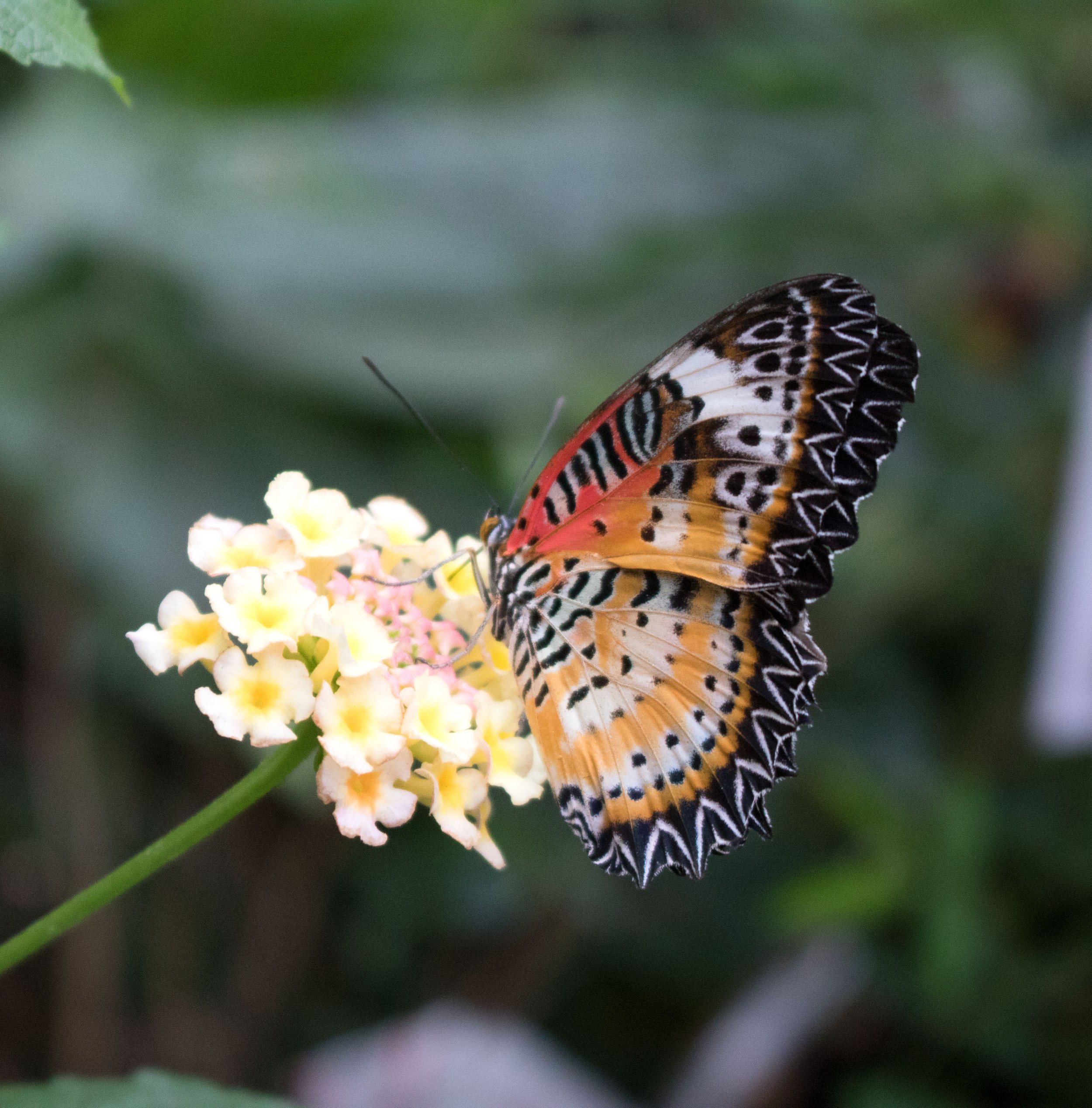 Leopard Lacewing photograph.jpg