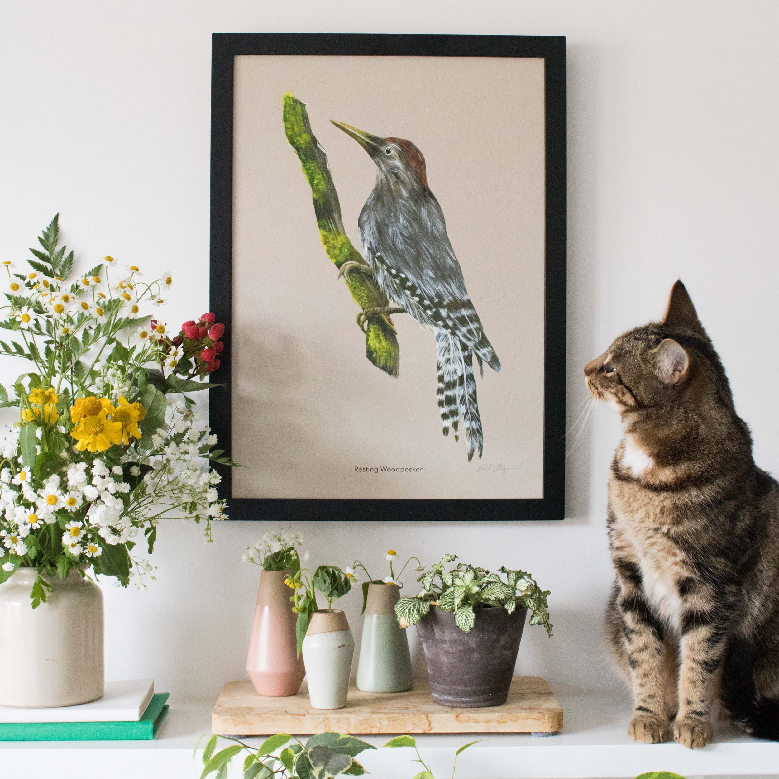 print of woodpecker sitting on a branch in black frame next to cat