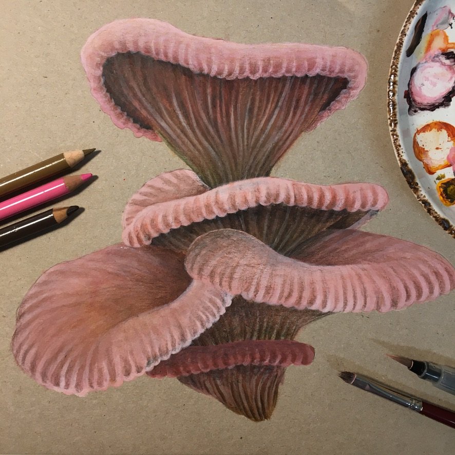 Pink Oyster mushroom painting-02.jpeg
