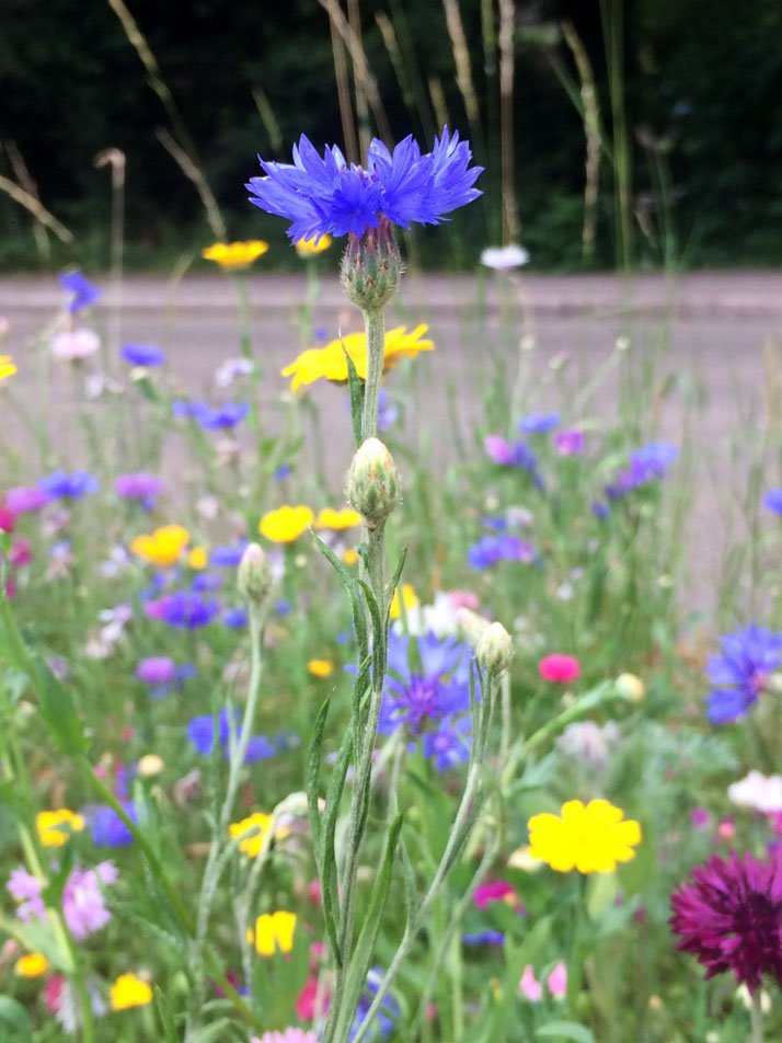 wildflower photograph.jpg