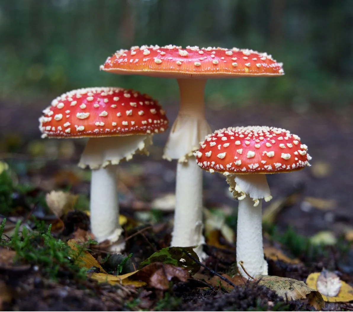 Toadstool photograph.jpg