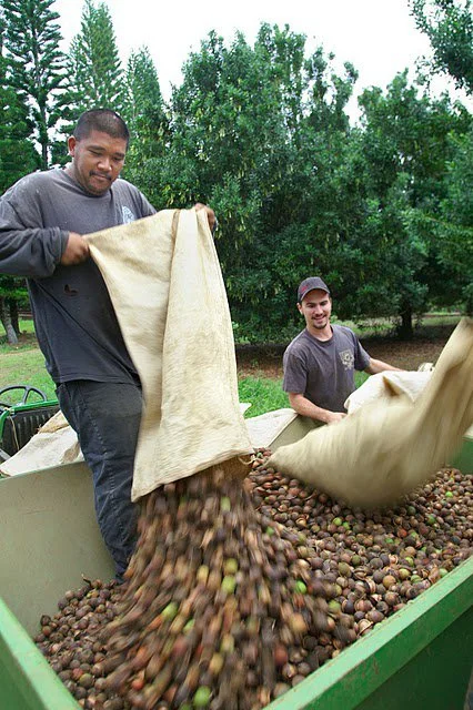 Macadamia harvest