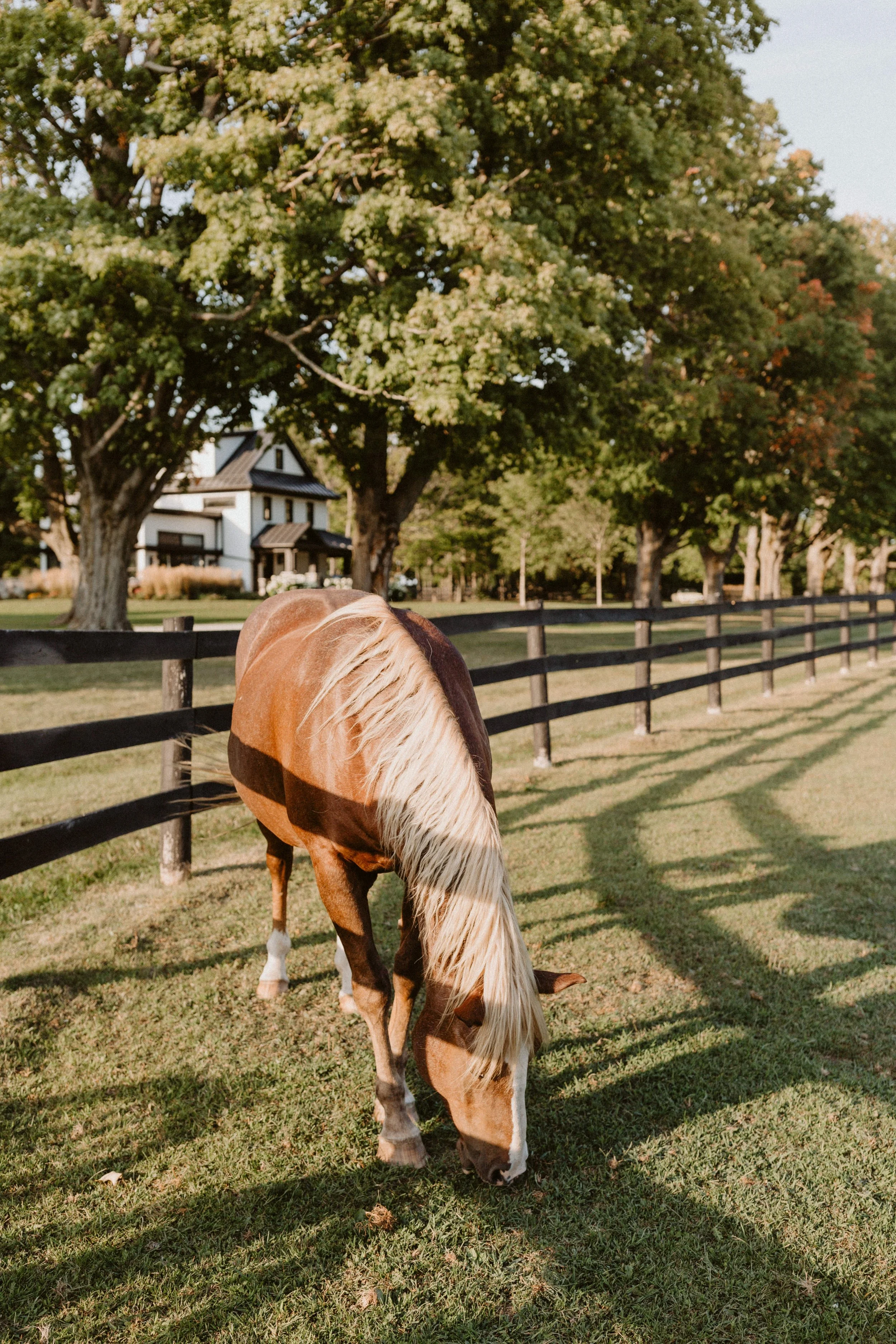 marcucci photo 2.jpg