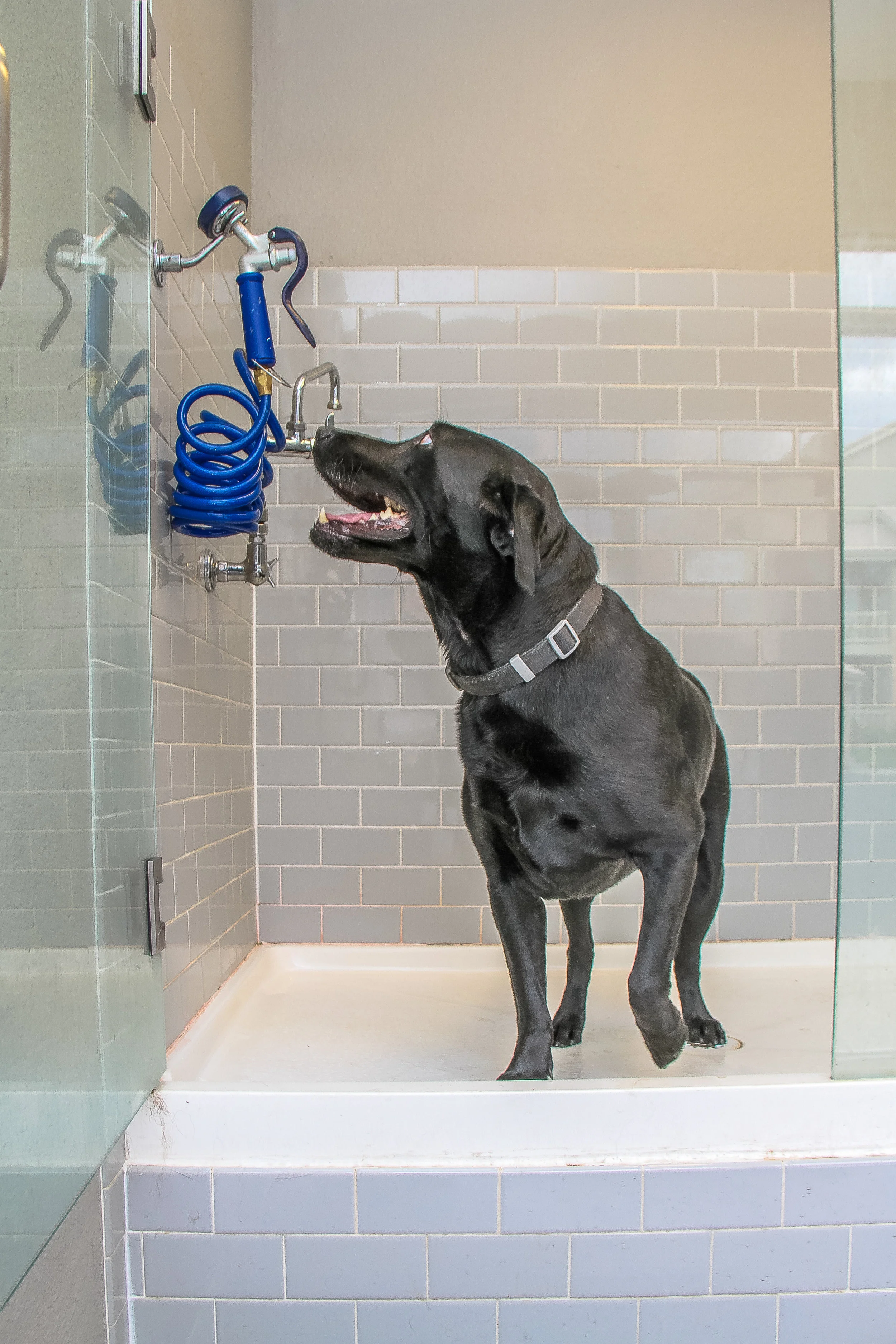 built in dog wash
