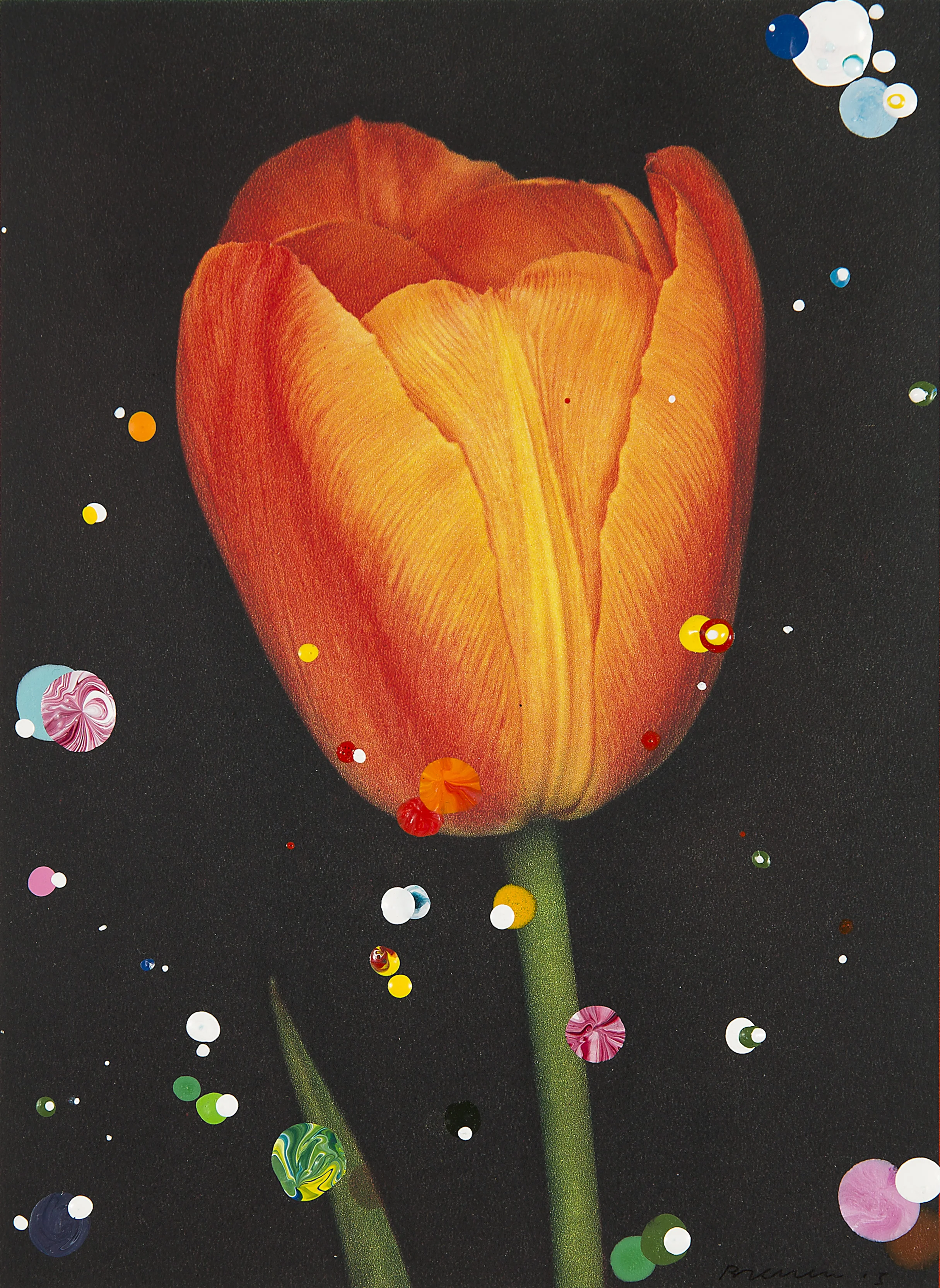 Breeder Tulp Dillenburg